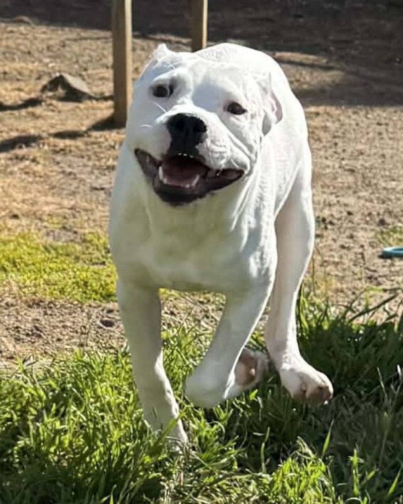 Pablo starting to get the zoomies
