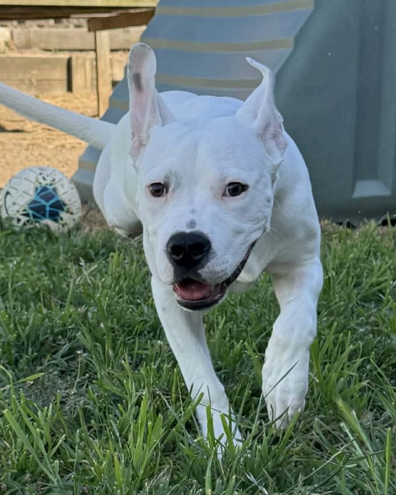 Pablo getting the zoomies