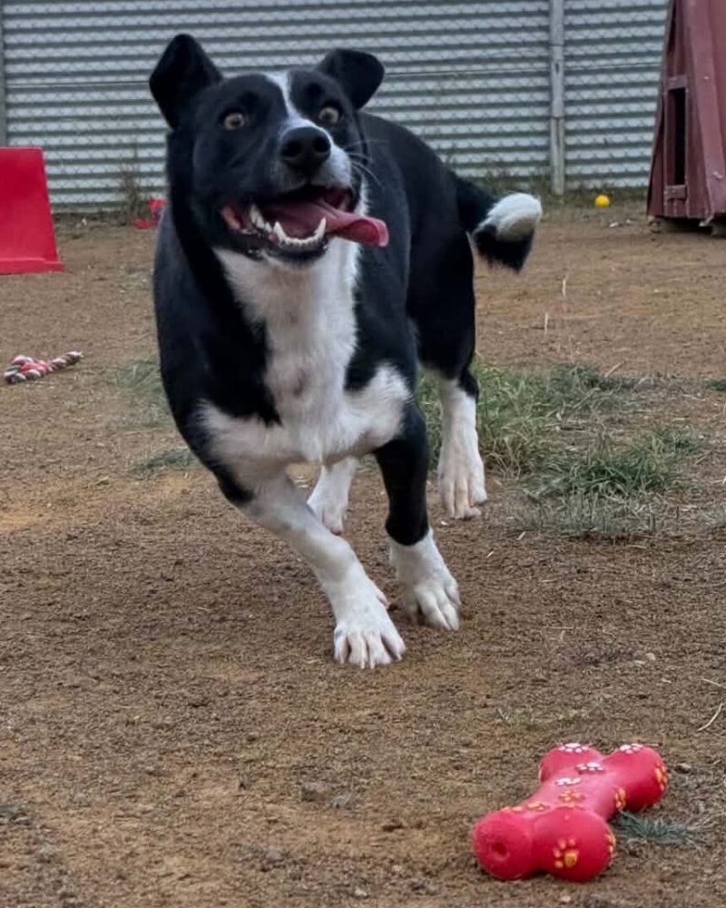 Skye getting the zoomies and running with her tongue out