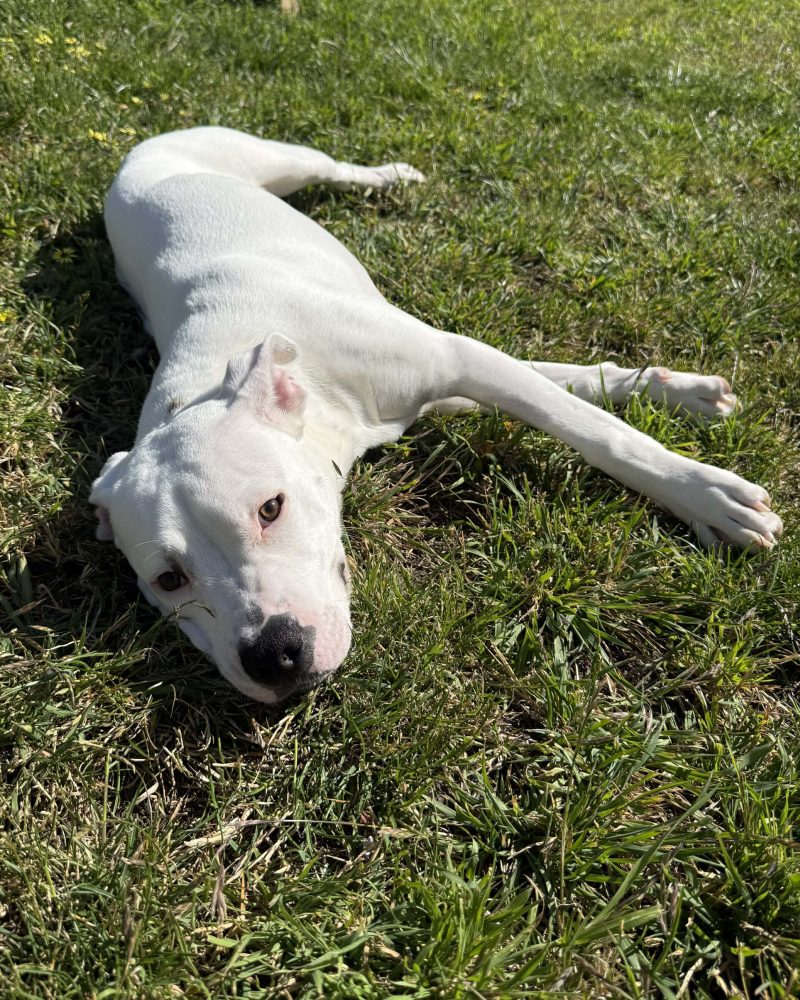 Pablo lying on the grass