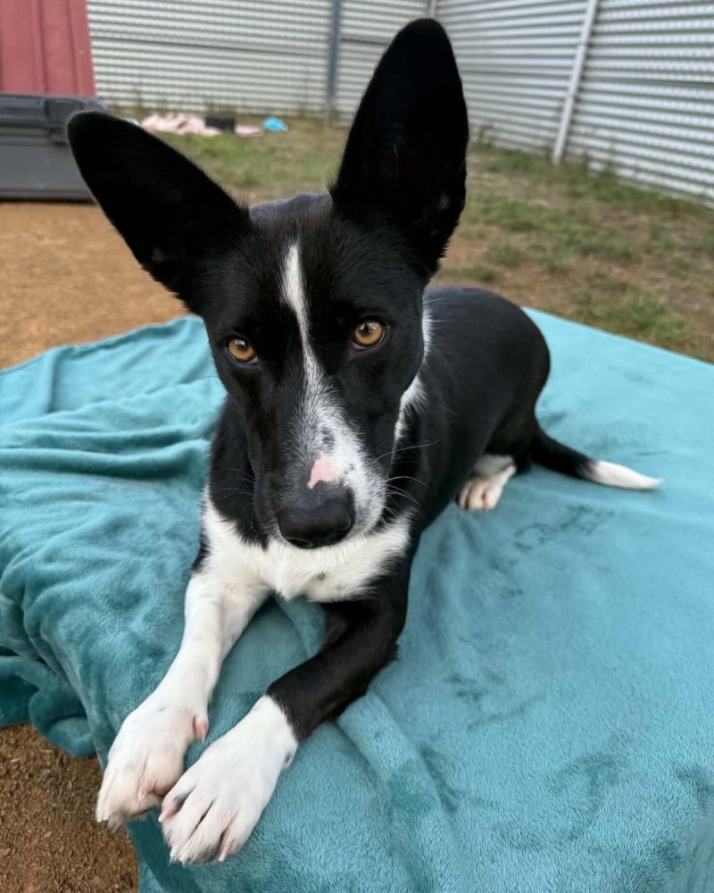 Skye lying on a dog bed with a slight head tilt