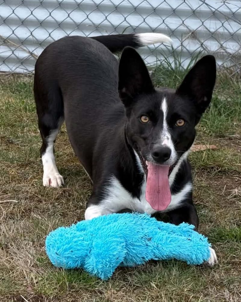 Skye playing with a blue soft toy