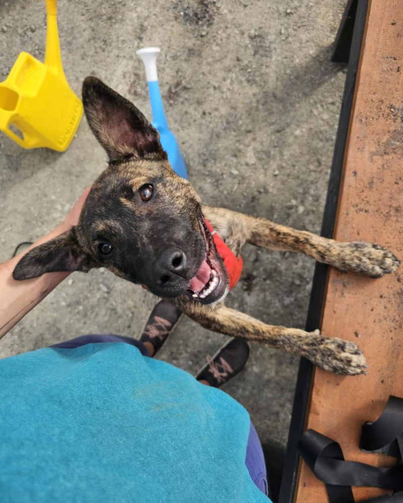 Rhia with her paws up getting a pat