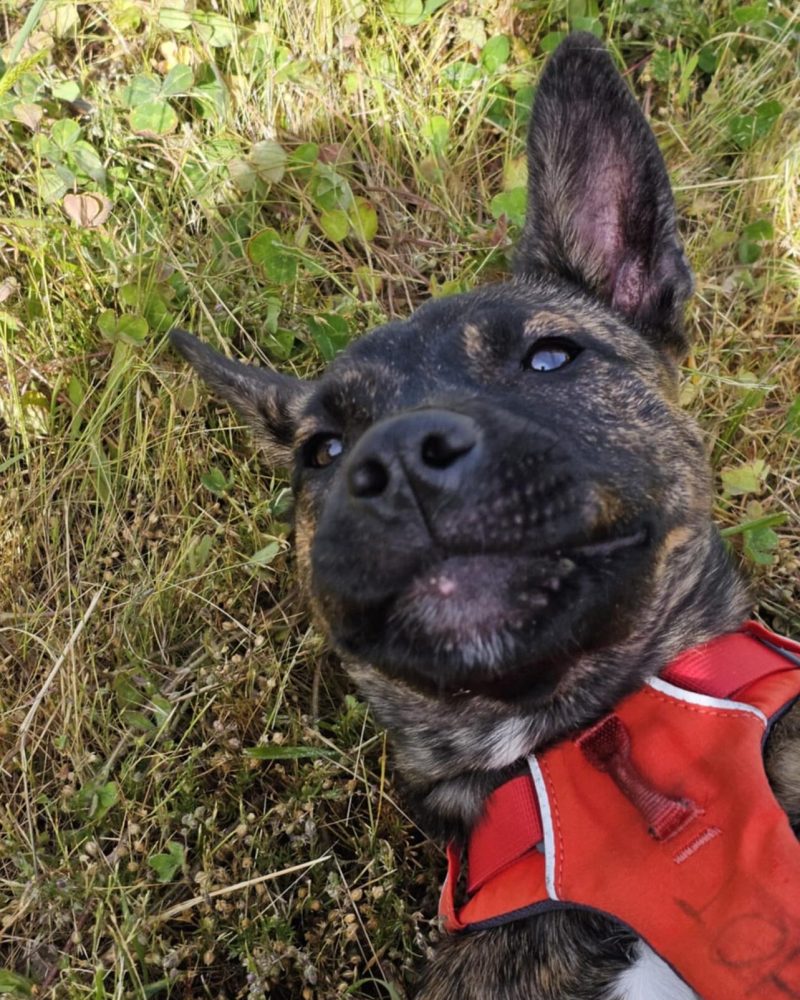 Rhia upside down lying on the grass