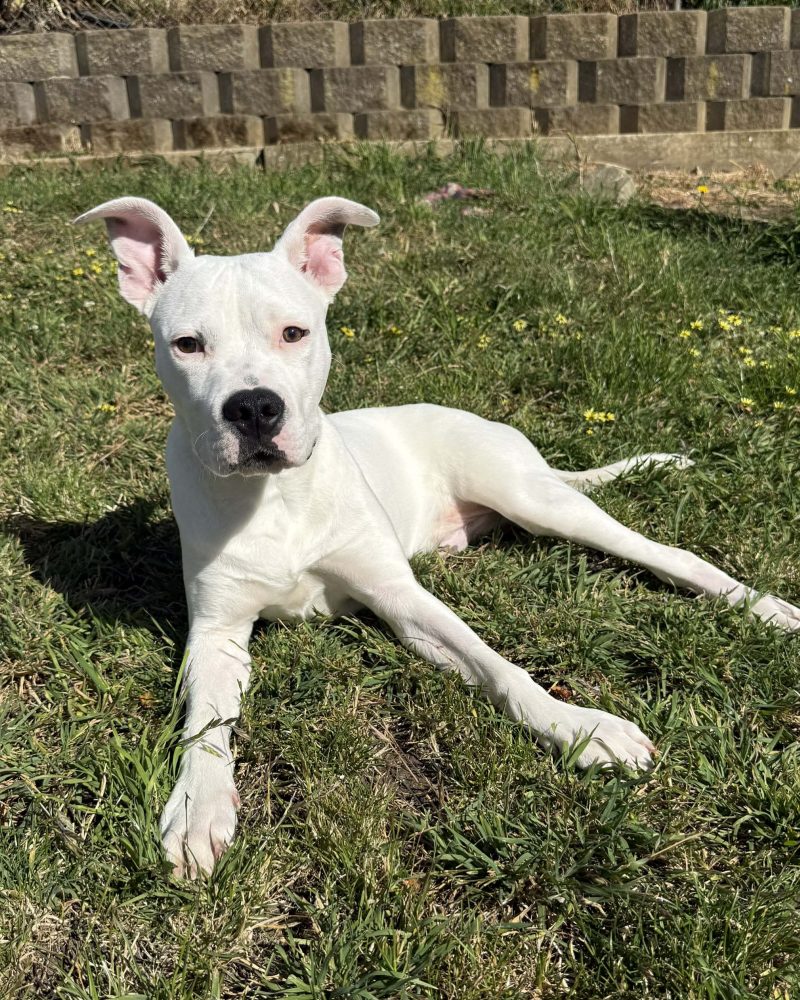 Pablo lying on the grass