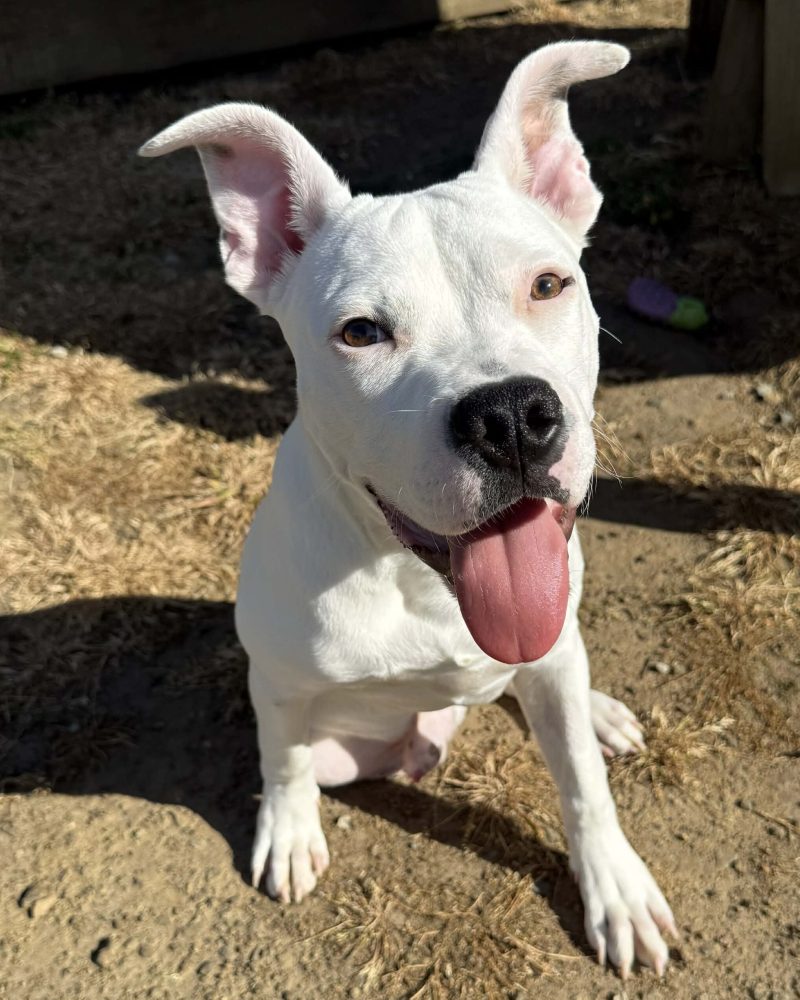 Pablo showing how well he can sit with three legs