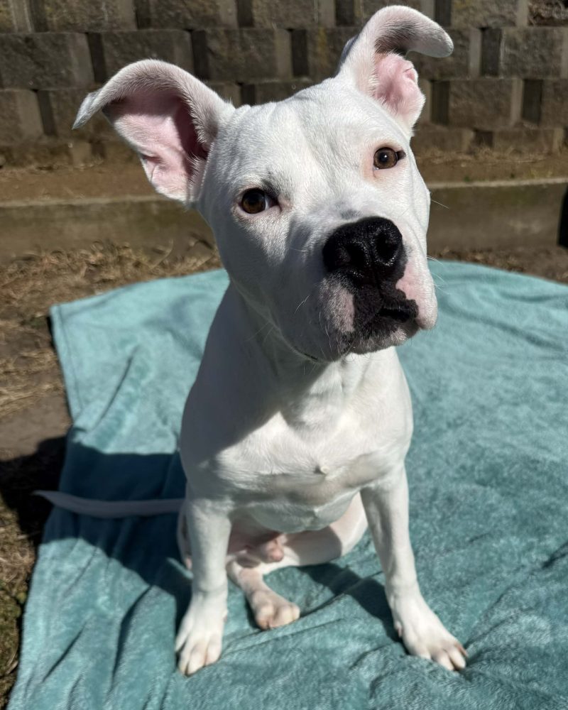 Pablo sitting on a fluffy blanket