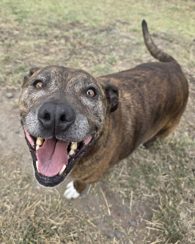 Mufasa standing outside showing off his best smile