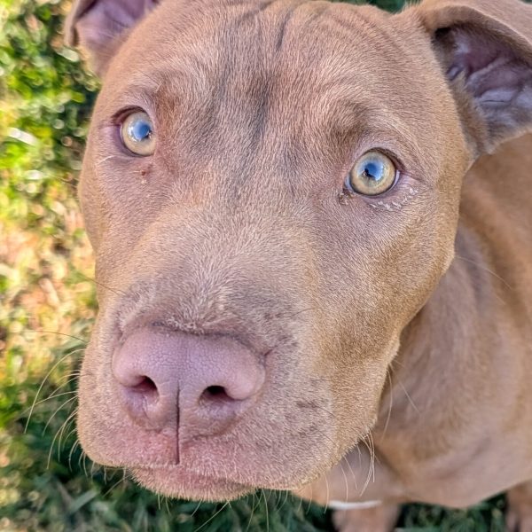 Francis close up