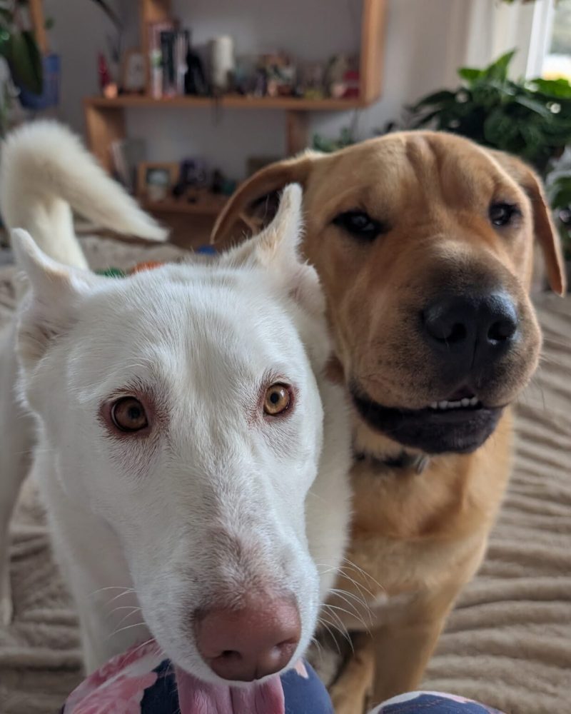 Freya and her foster brother trying to get attention