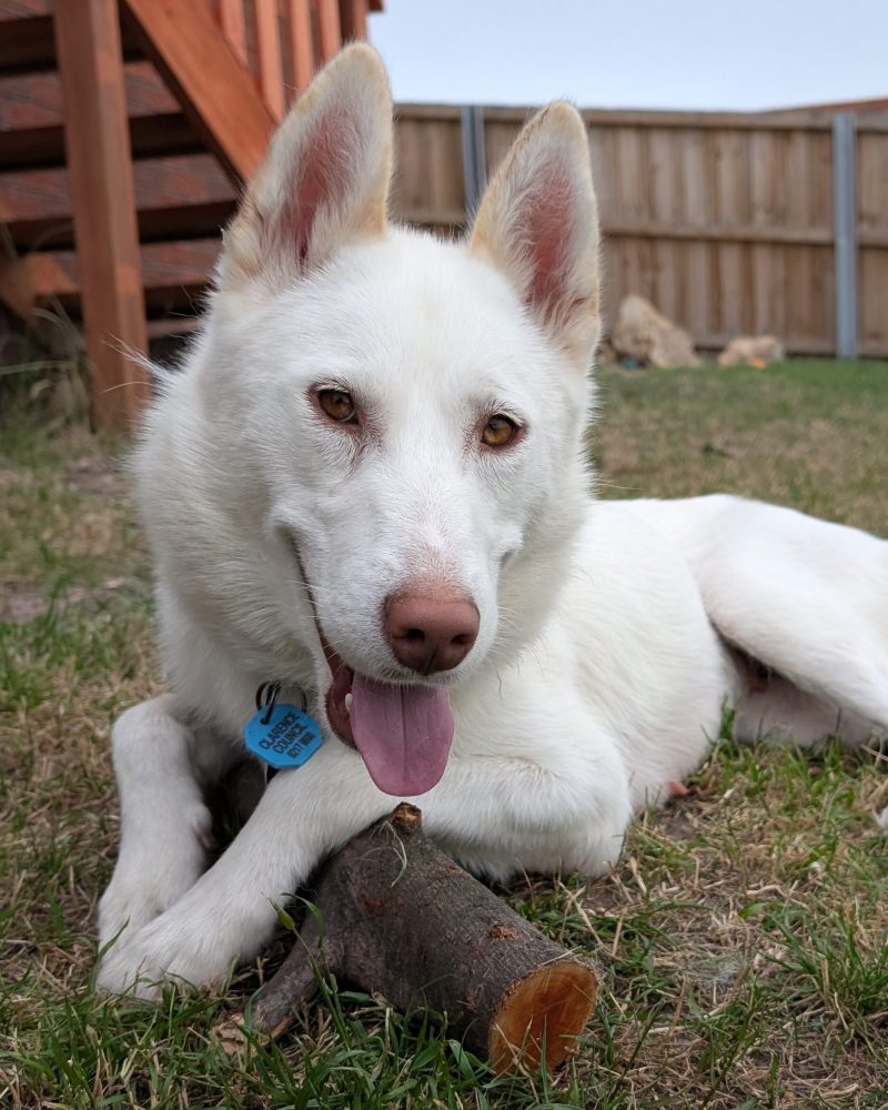 Freya relaxing in the backyard