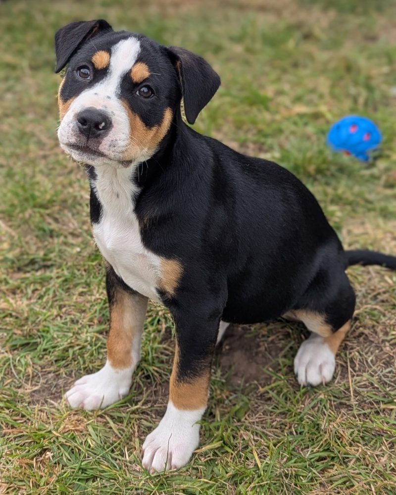 Piper sitting outside on the lawn