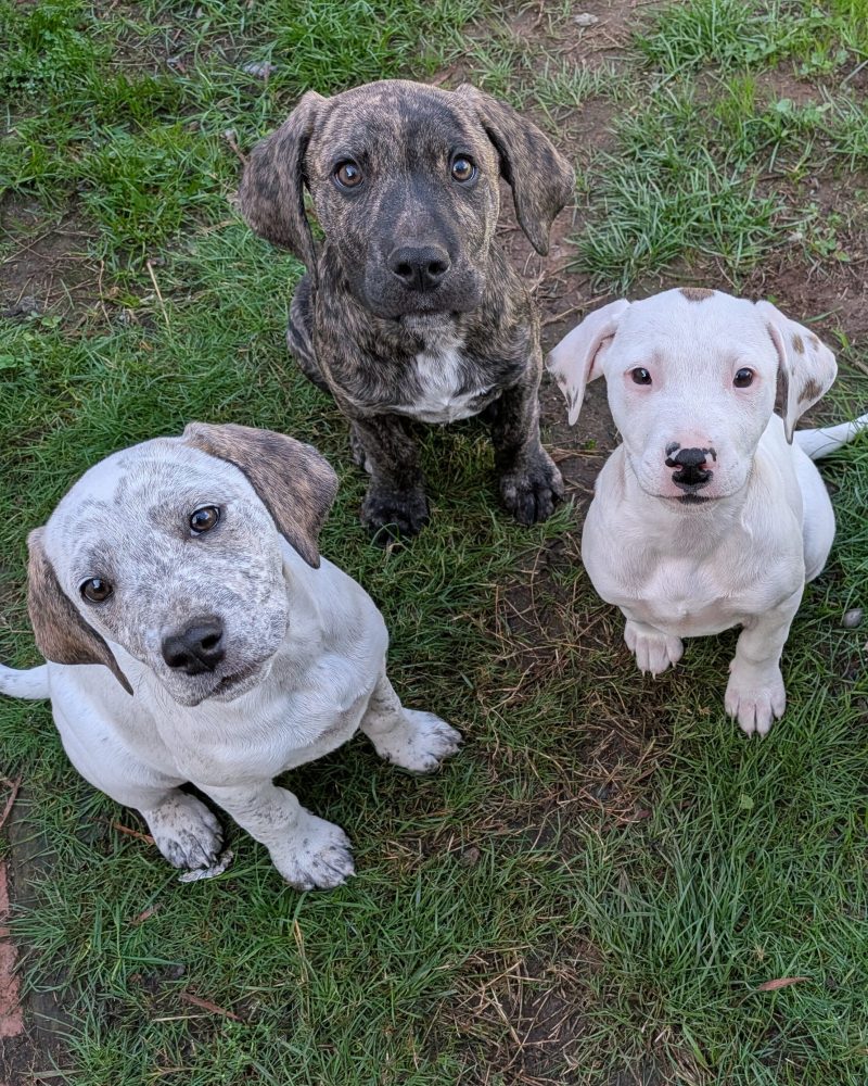 Three pups sitting outside looking at the camera