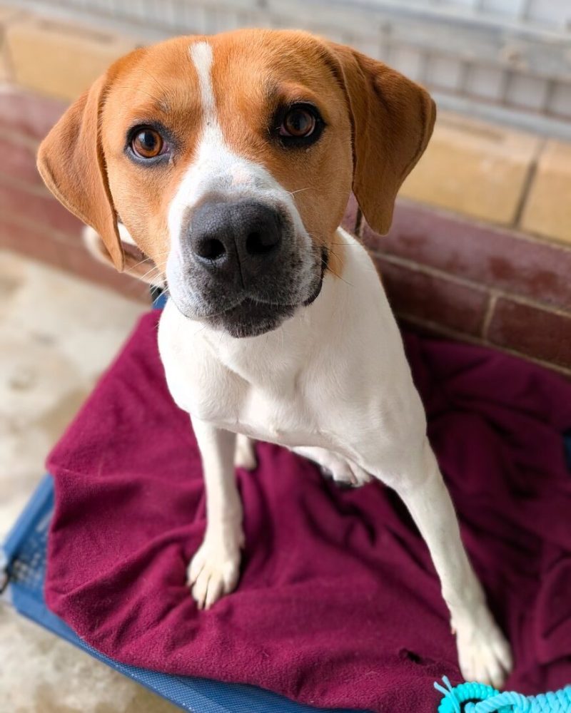 Rupert sitting on a dog bed looking at the camera