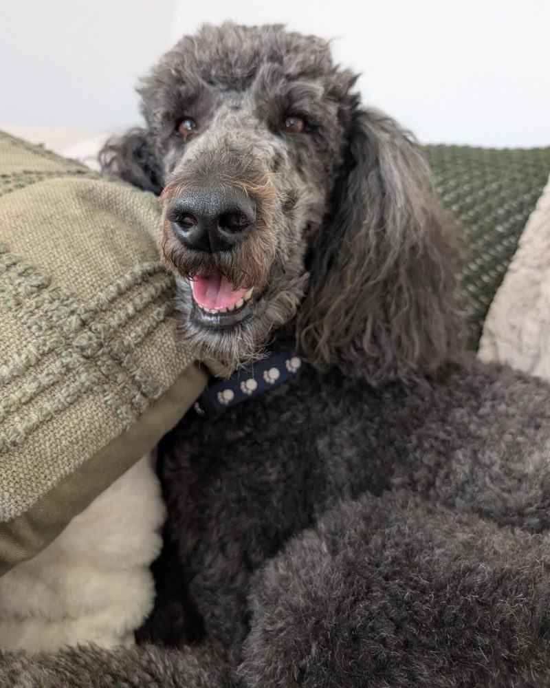 Pearl relaxing on the couch looking happy