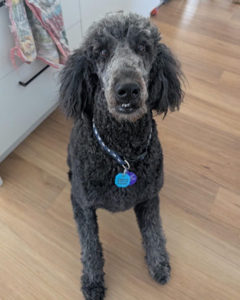 Pearl sitting inside in foster care looking goofy