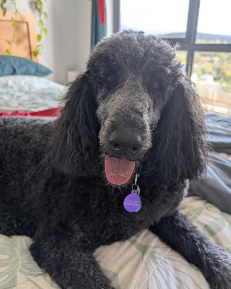 Pearl relaxing on a bed in foster care